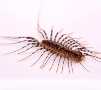 bathroom centipede