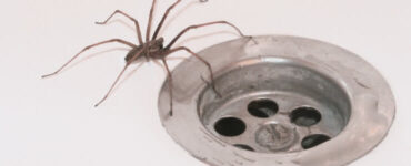 bathroom spider