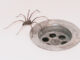 bathroom spider