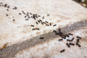 Bathroom Ants 300x200 