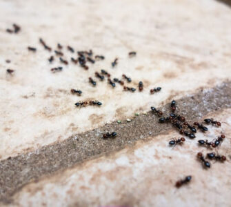 bathroom ants