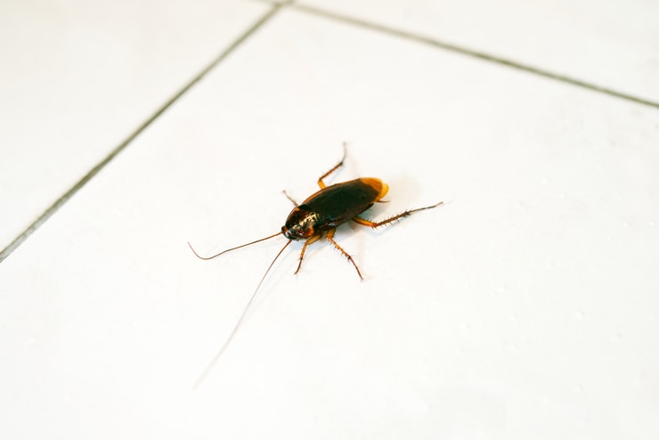 bathroom cockroach