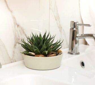 bathroom succulents