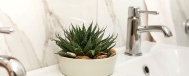 bathroom succulents